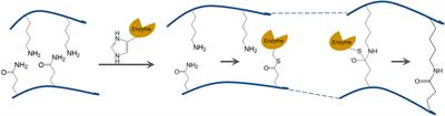 Transglutaminase-Catalyzed Bottom-Up Synthesis of Polymer Hydrogel